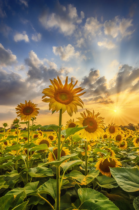 Sunflower field at sunset Wall Art