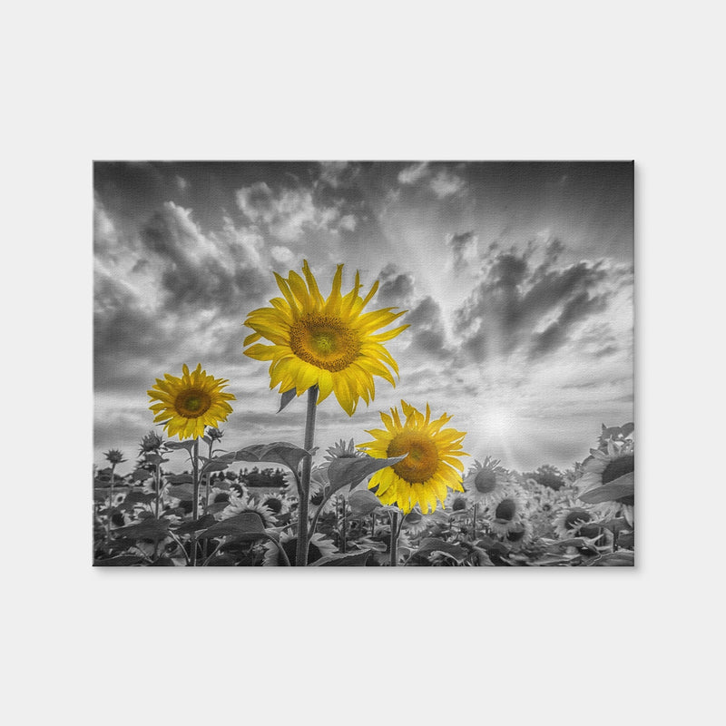 AUTO-MOCKUP WHITE | Sunflowers Yellow Color Pop | 1 Piece | Gallery Wrap | group=4x3