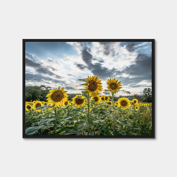 Sunflowers Wall Art — Framed Canvas Format preview
