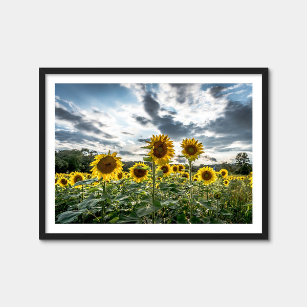 Sunflowers Wall Art — Framed Print Format preview
