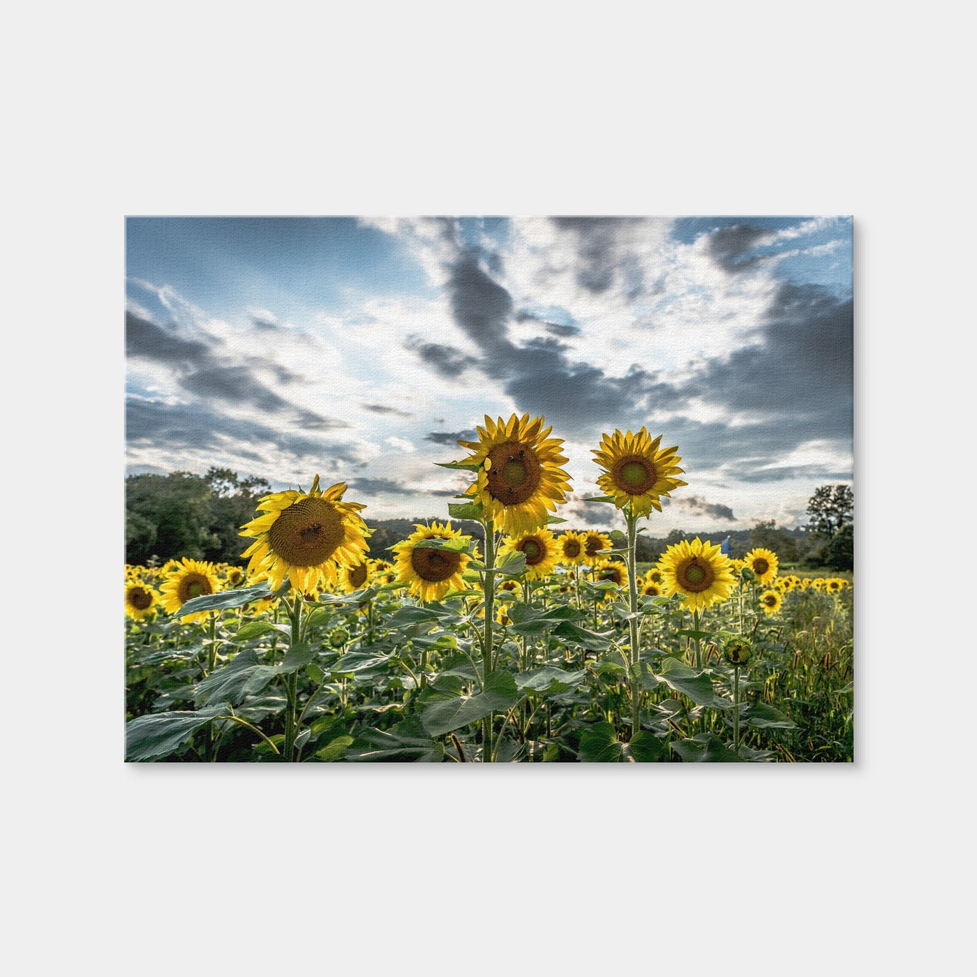 AUTO-MOCKUP WHITE | Sunflowers | 1 Piece | Gallery Wrap | group=4x3