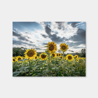 AUTO-MOCKUP WHITE | Sunflowers | 1 Piece | Gallery Wrap | group=4x3