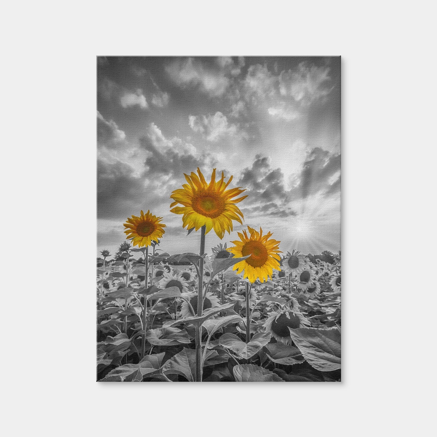 AUTO-MOCKUP WHITE | Sunflowers in Sunset Yellow Color Pop | 1 Piece | Gallery Wrap | group=3x4