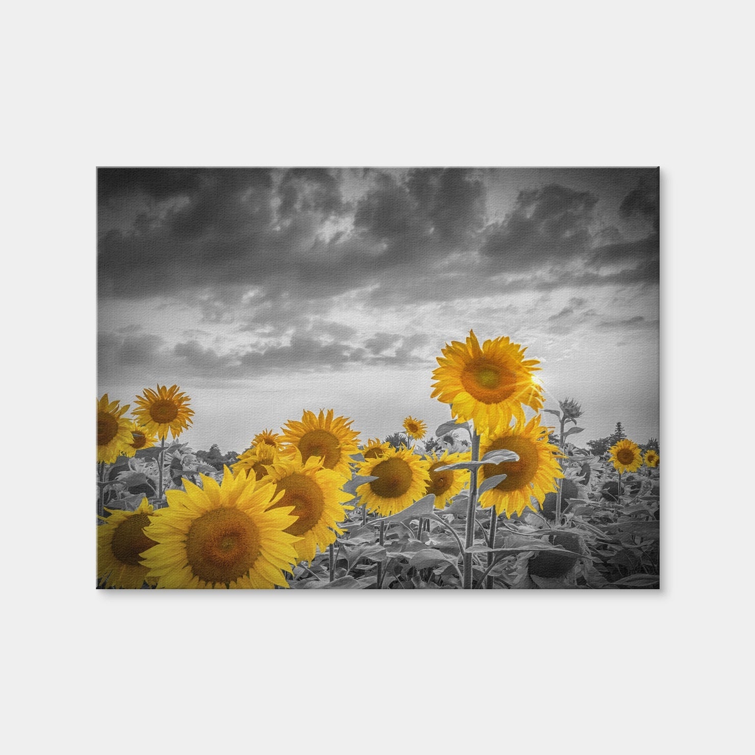 AUTO-MOCKUP WHITE | Sunflowers in the Evening | 1 Piece | Gallery Wrap | group=4x3