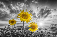 Sunflowers yellow color pop Wall Art