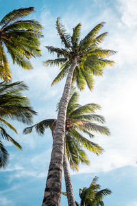 Sunny Palms Wall Art