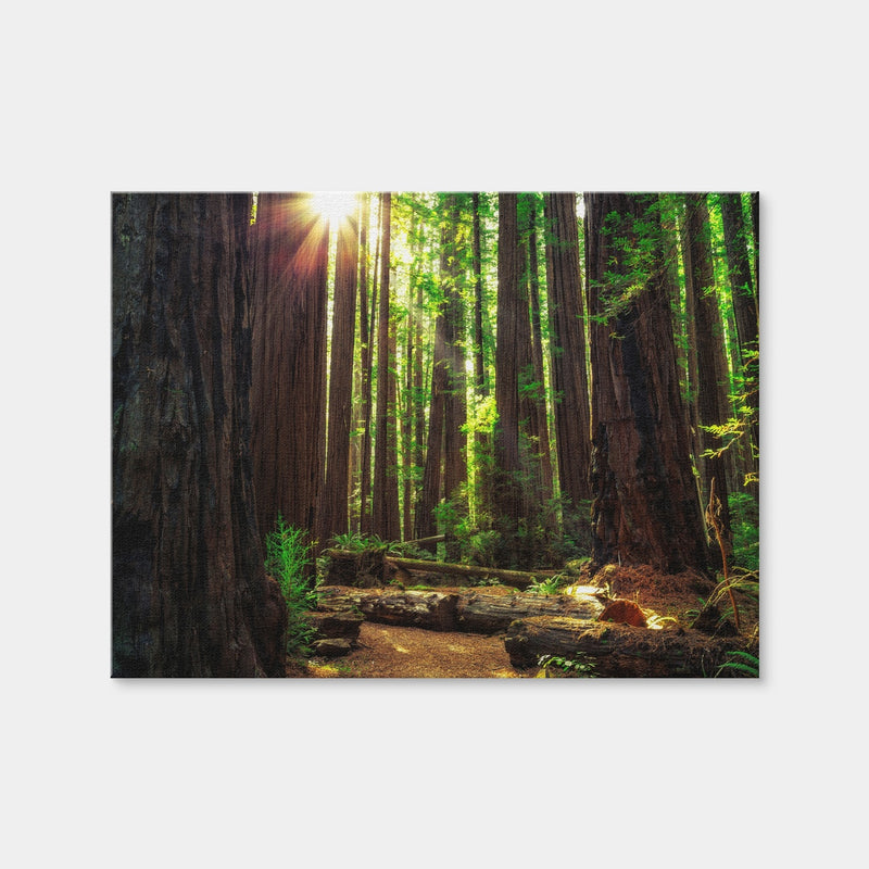 AUTO-MOCKUP WHITE | Sunrise in the Redwoods | 1 Piece | Gallery Wrap | group=4x3