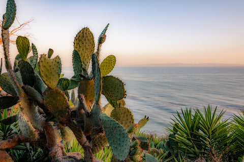 Sunset Cactus Wall Art