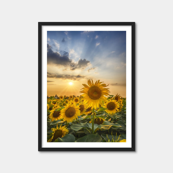 Sunset With Beautiful Sunflowers Wall Art — Framed Print Format preview