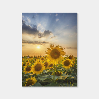 AUTO-MOCKUP WHITE | Sunset With Beautiful Sunflowers | 1 Piece | Gallery Wrap | group=3x4
