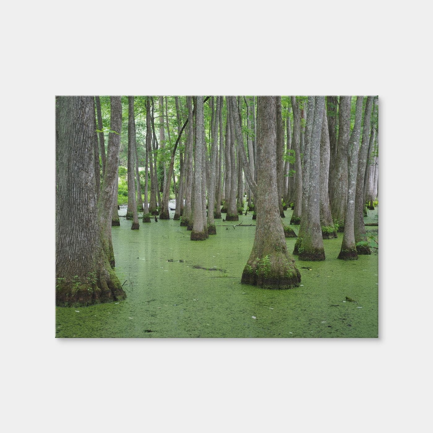 AUTO-MOCKUP WHITE | Swampland - Tallahassee | 1 Piece | Gallery Wrap | group=4x3