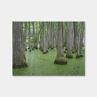 AUTO-MOCKUP WHITE | Swampland - Tallahassee | 1 Piece | Gallery Wrap | group=4x3