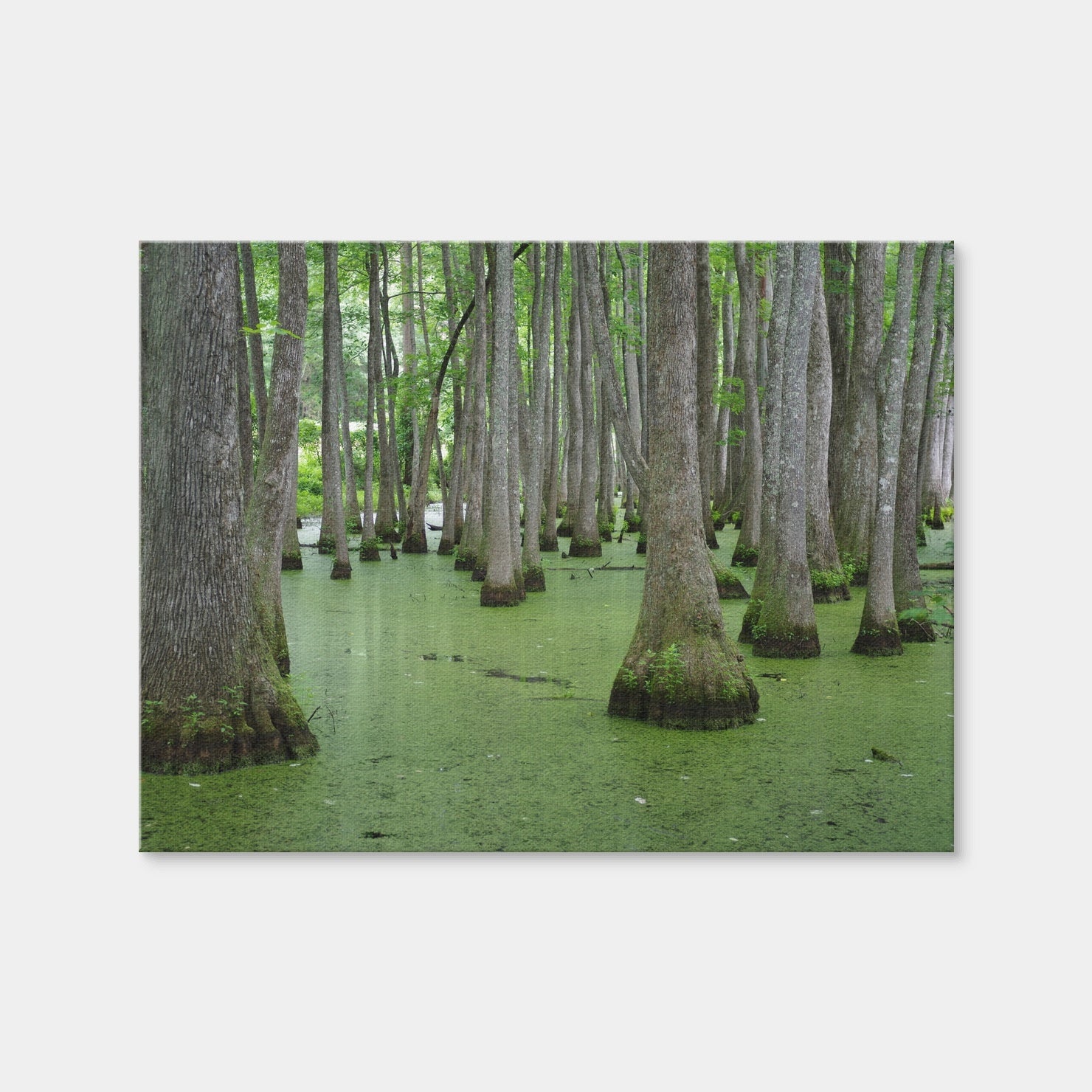 AUTO-MOCKUP WHITE | Swampland - Tallahassee | 1 Piece | Gallery Wrap | group=4x3