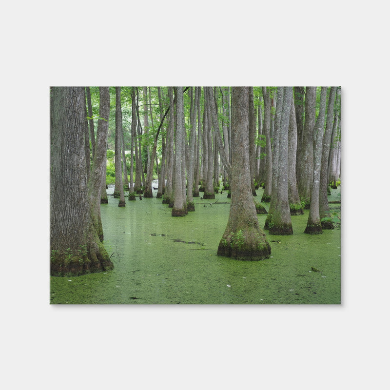 AUTO-MOCKUP WHITE | Swampland - Tallahassee | 1 Piece | Gallery Wrap | group=4x3