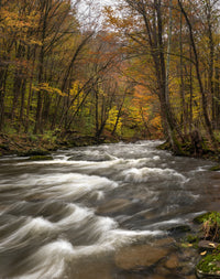 Tanner's River Wall Art