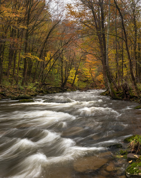 Tanner's River Wall Art