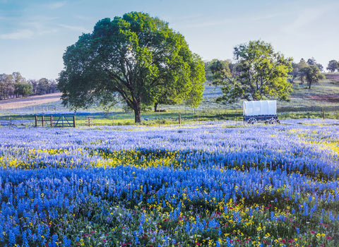 Texas Hill country in spring Wall Art