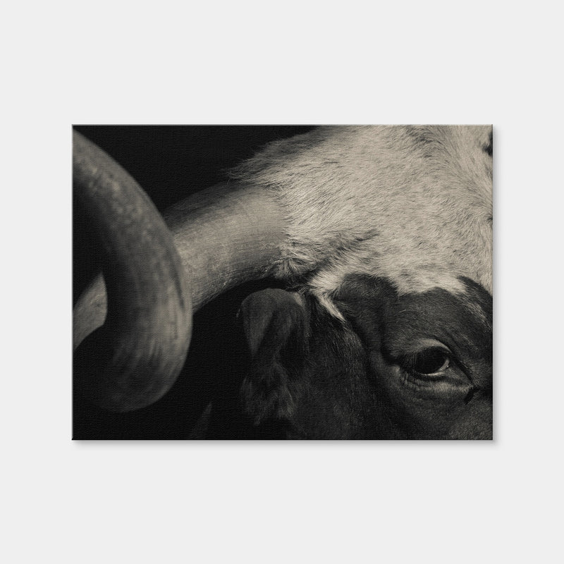 AUTO-MOCKUP WHITE | Texas Longhorn Cow | 1 Piece | Gallery Wrap Canvas | group=4x3