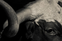 Texas Longhorn cow Wall Art
