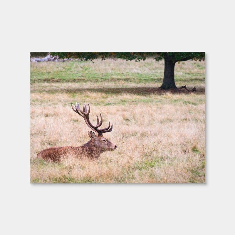 AUTO-MOCKUP WHITE | The Stag | 1 Piece | Gallery Wrap | group=4x3