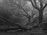 Thick Roots Wall Art