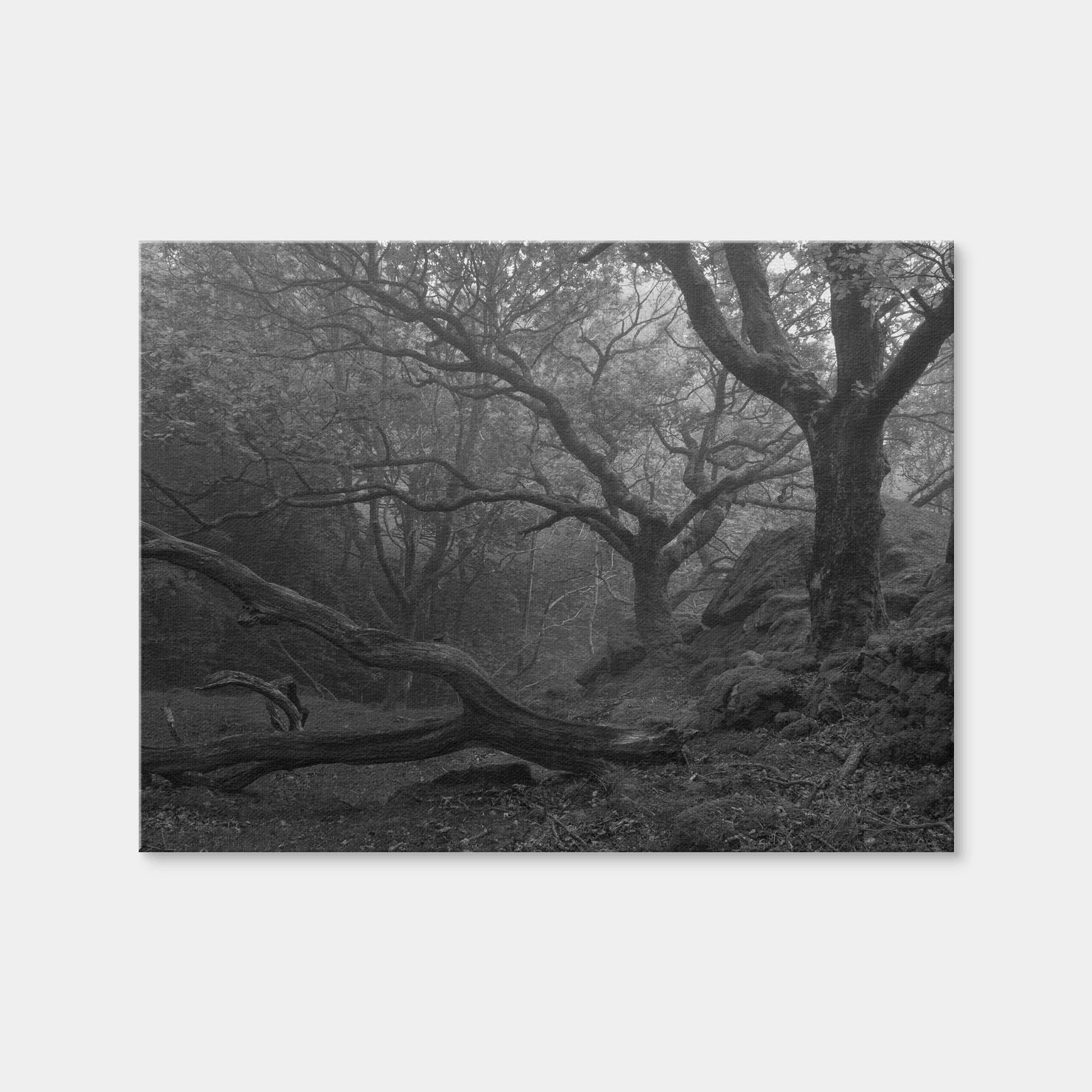 AUTO-MOCKUP WHITE | Thick Roots | 1 Piece | Gallery Wrap | group=4x3