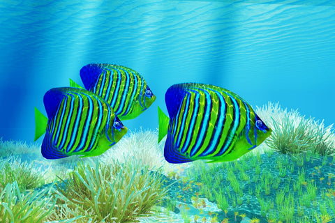 Three Regal Angelfish Wall Art