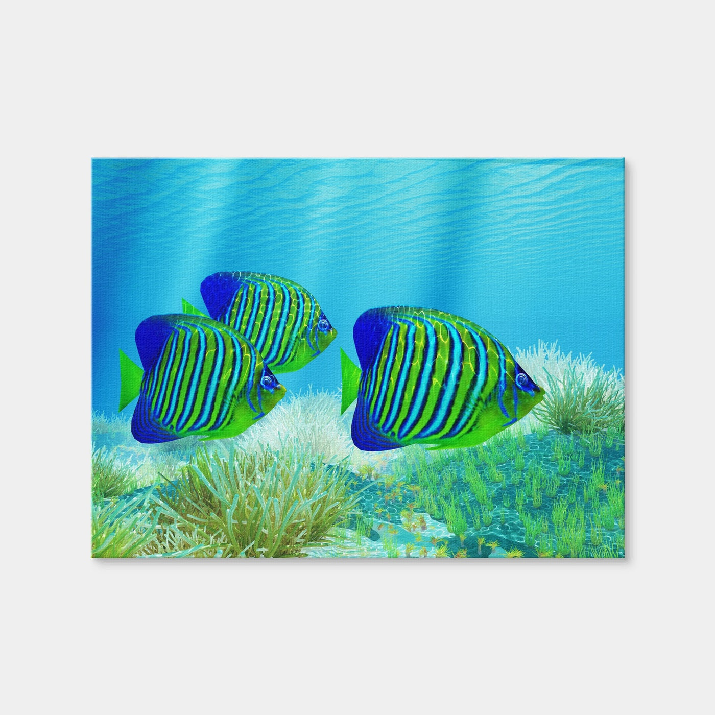 AUTO-MOCKUP WHITE | Three Regal Angelfish | 1 Piece | Gallery Wrap | group=4x3
