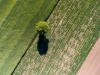 Tree Shadow Wall Art