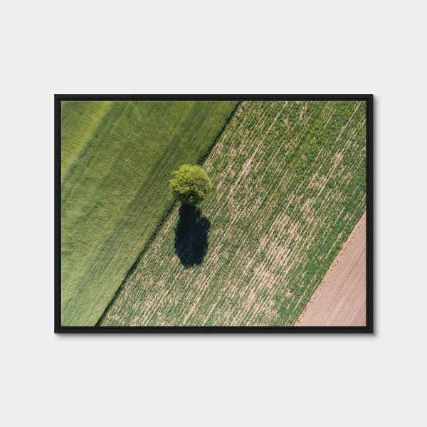 Tree Shadow Wall Art — Framed Canvas Format preview
