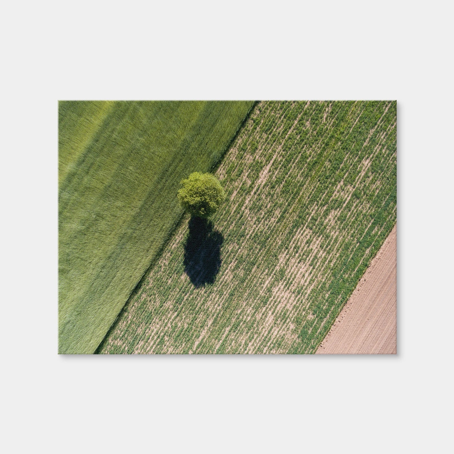 AUTO-MOCKUP WHITE | Tree Shadow | 1 Piece | Gallery Wrap | group=4x3