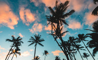 Tropical Sunrise Wall Art