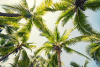 Tropical Vibes Wall Art
