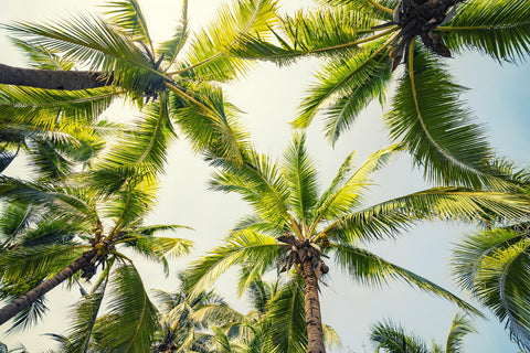 Tropical Vibes Wall Art