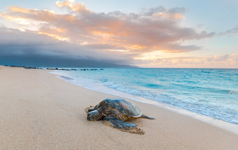 Turtle Sunset Wall Art