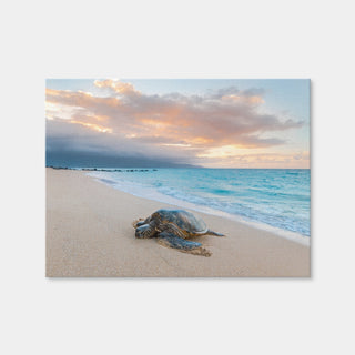 AUTO-MOCKUP WHITE | Turtle Sunset | 1 Piece | Gallery Wrap | group=4x3