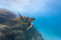 Turtle Wave Wall Art