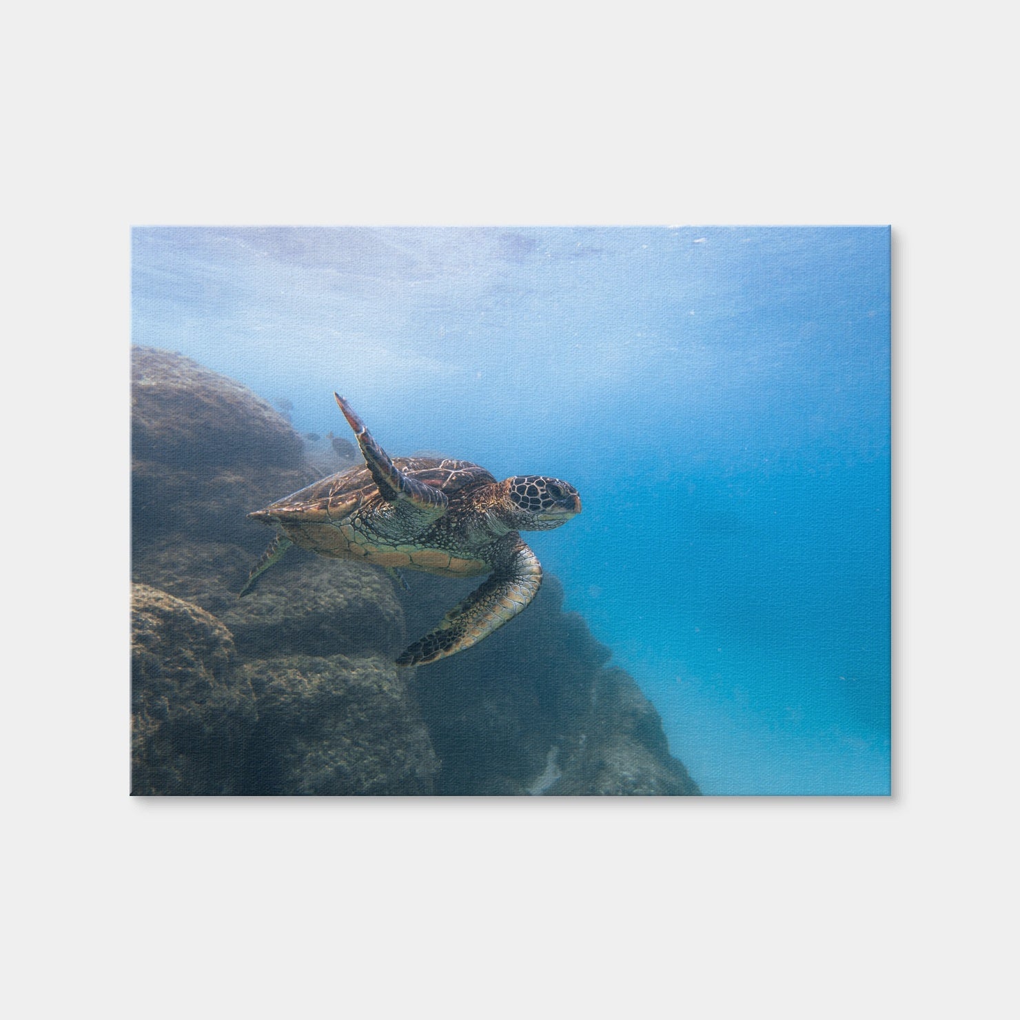 AUTO-MOCKUP WHITE | Turtle Wave | 1 Piece | Gallery Wrap Canvas | group=4x3