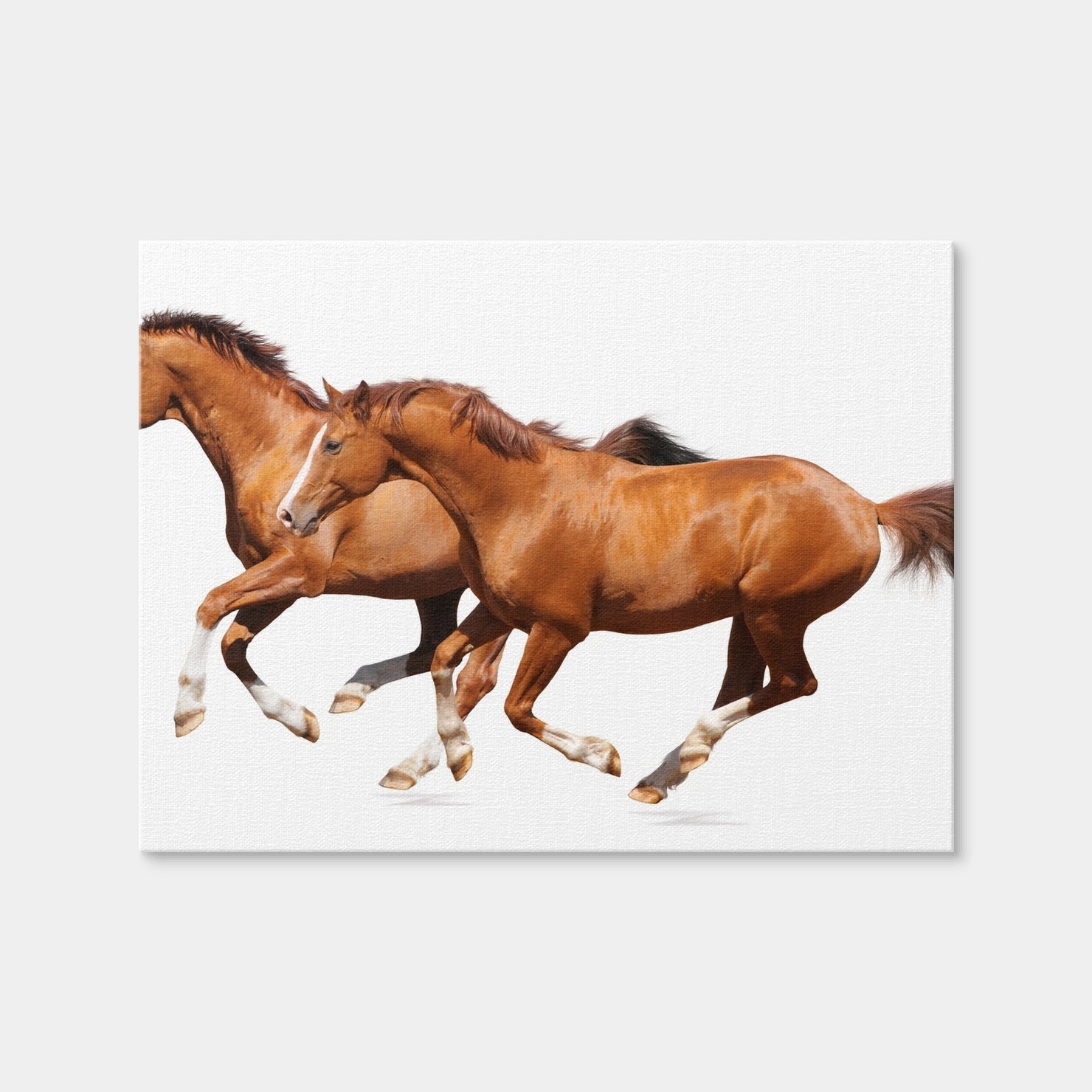 AUTO-MOCKUP WHITE | Two Sorrel Horses | 1 Piece | Gallery Wrap | group=4x3