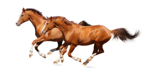 Two sorrel horses Wall Art