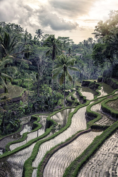 Ubud Countryside Wall Art