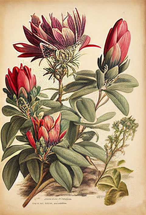 Vintage Botanical Print Series 10 Wall Art