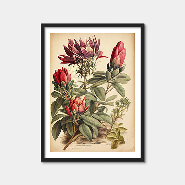 Vintage Botanical Print Series 10 Wall Art — Framed Print Format preview