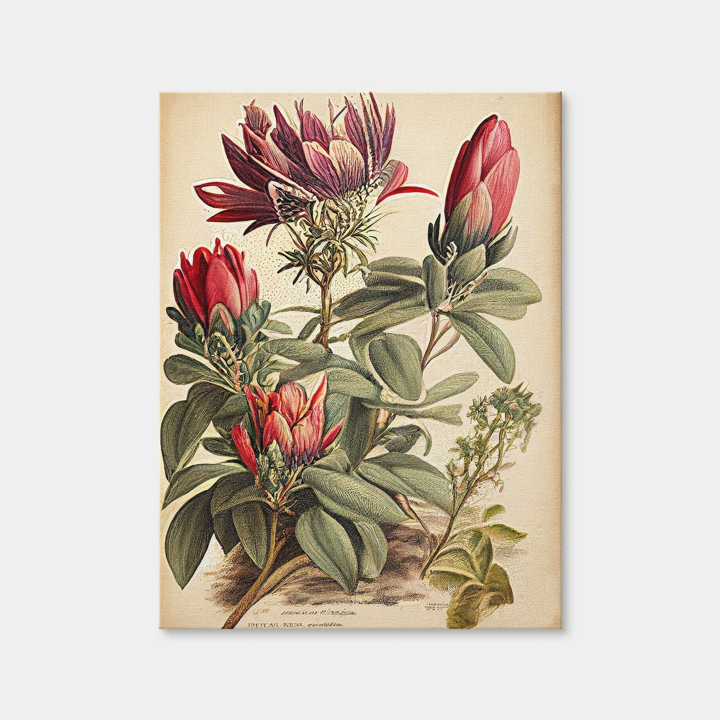AUTO-MOCKUP WHITE | Vintage Botanical Print Series 10 | 1 Piece | Gallery Wrap | group=3x4
