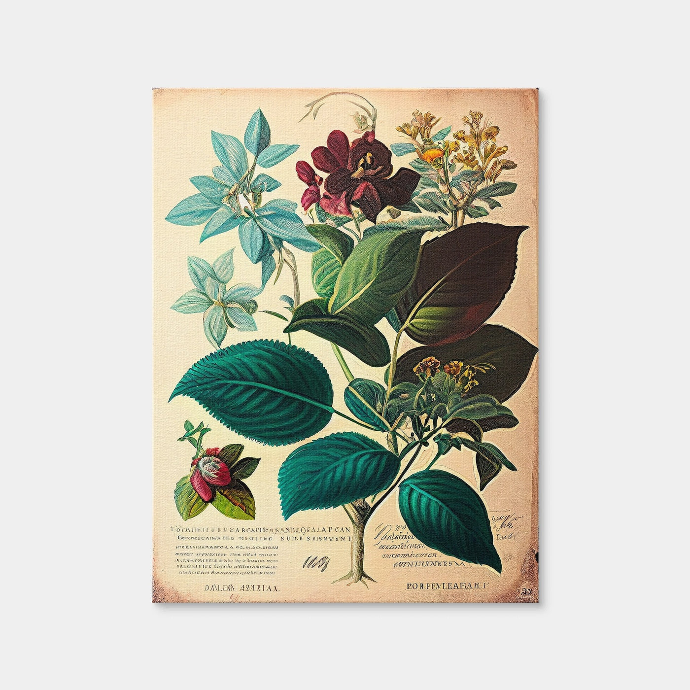 AUTO-MOCKUP WHITE | Vintage Botanical Print Series 1 | 1 Piece | Gallery Wrap Canvas | group=3x4
