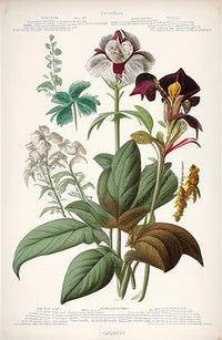 Vintage Botanical Print Series 3 Wall Art
