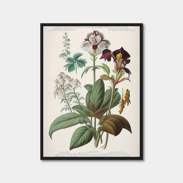 Vintage Botanical Print Series 3 Wall Art — Framed Canvas Format preview