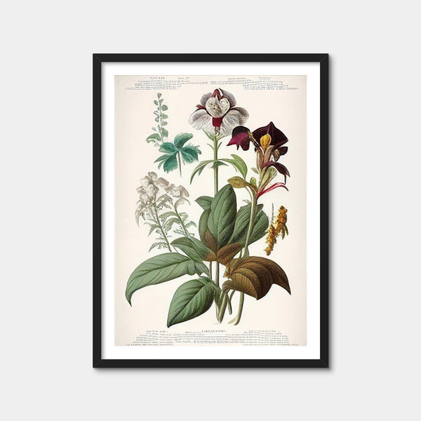 Vintage Botanical Print Series 3 Wall Art — Framed Print Format preview