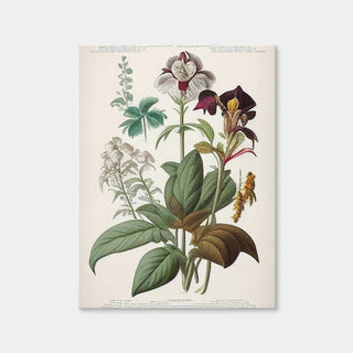 AUTO-MOCKUP WHITE | Vintage Botanical Print Series 3 | 1 Piece | Gallery Wrap | group=3x4