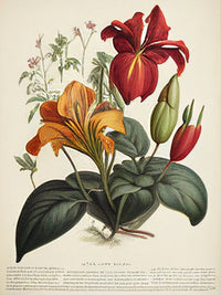 Vintage Botanical Print Series 4 Wall Art